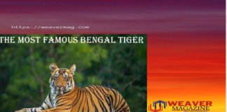 The Most Famous Bengal Tiger