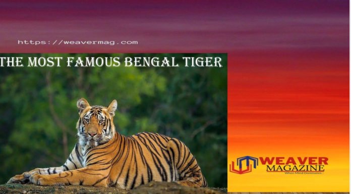 The Most Famous Bengal Tiger