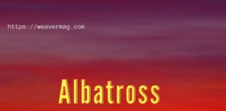 Albatross : The World’s Largest Sea Bird