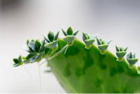 mousumi-monthly-essay-competition-header-ad