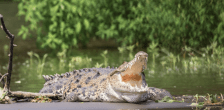Spiritual meaning of seeing a crocodile in your dream