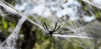 What does dreaming about spiders mean spiritually ?