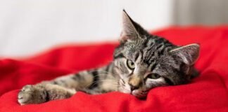 From Kitten to Companion: The Role of a Responsible Cat Breeder in Early Development